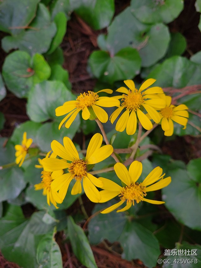 【秋日私语】秋天景色