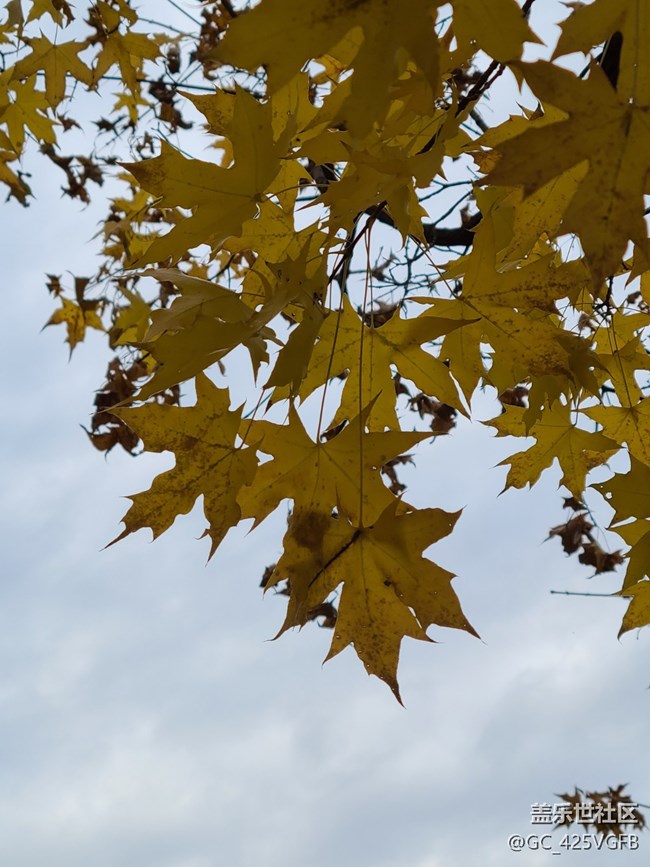 【秋日私语】秋天景色