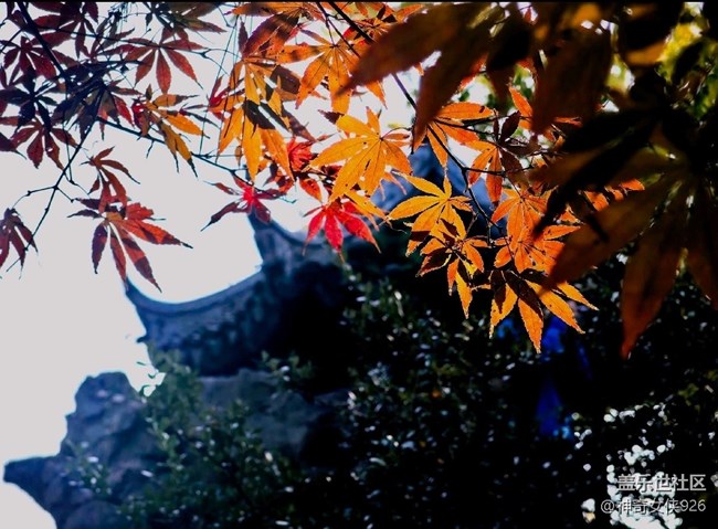 【岁末记忆】阳光映叶红