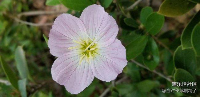 美丽的花花不打烊~