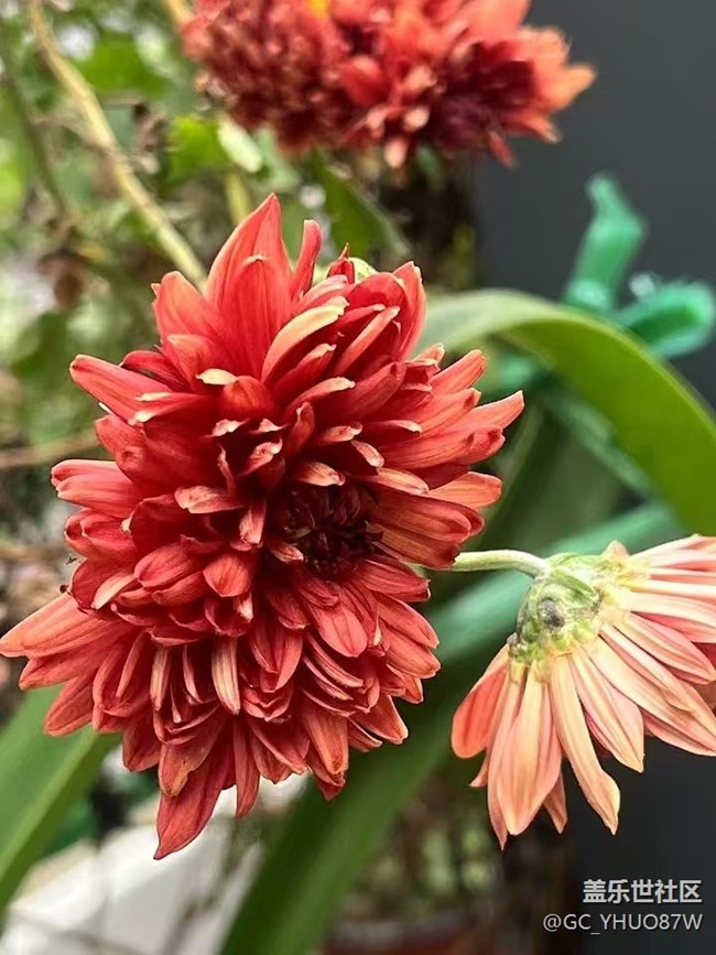 【初冬之美】花开满