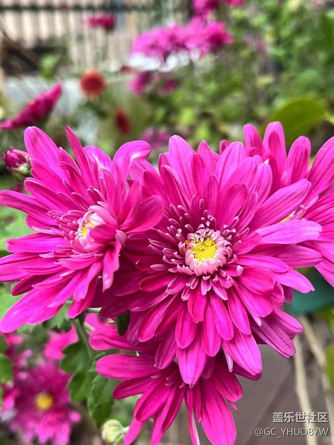 【初冬之美】花开满
