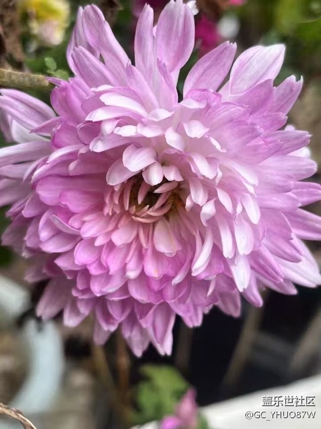 【初冬之美】花开满