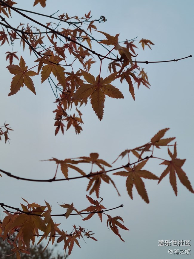【秋日私语】秋景