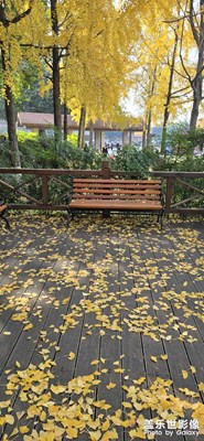 【多元化的世界】+满城尽带银杏黄