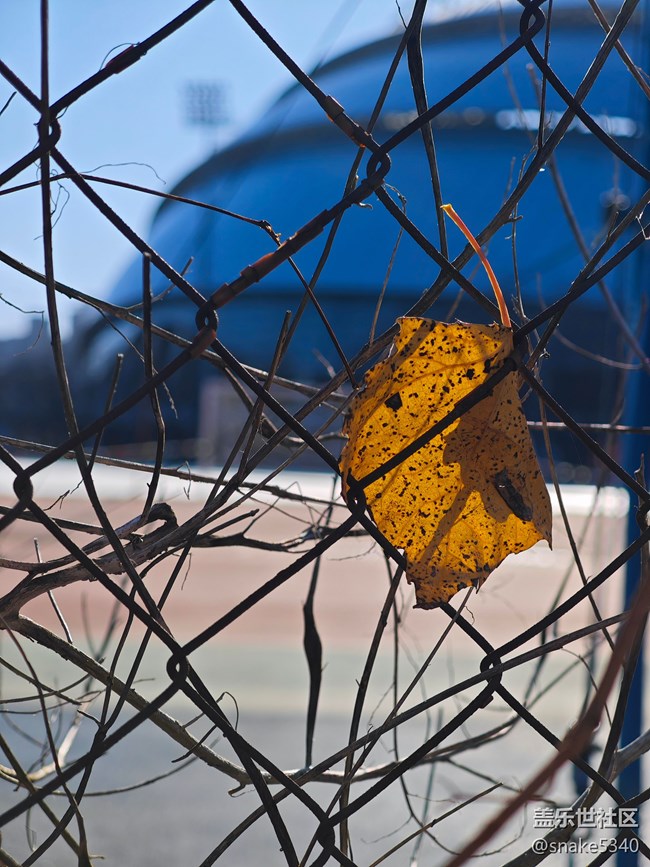 【又是一年冬】+真冻手