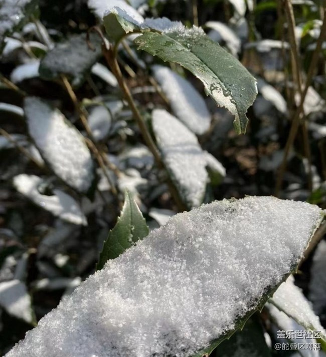 【2024再见】瑞雪兆丰年