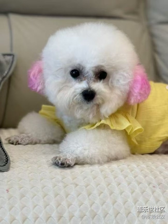 【2024再见】小狗