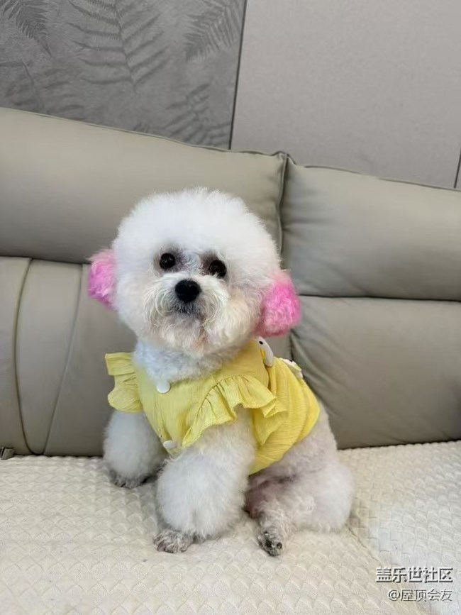 【2024再见】小狗