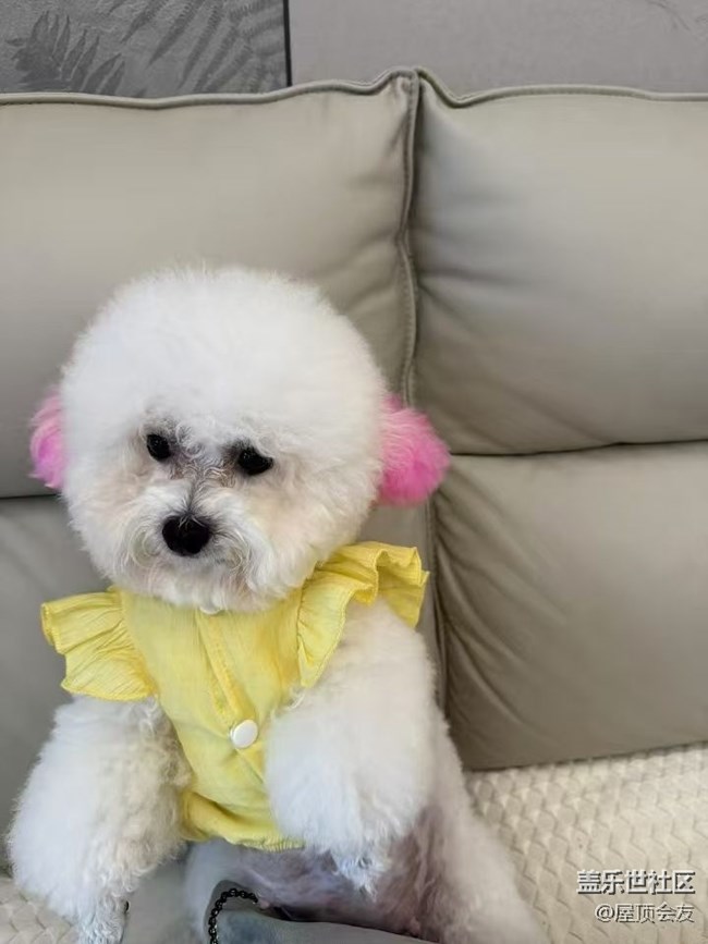 【2024再见】小狗