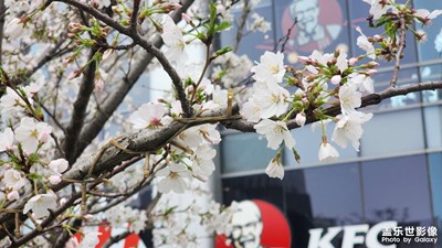 春花