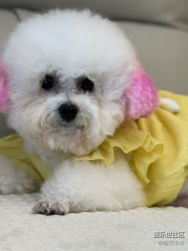 【2024再见】小狗