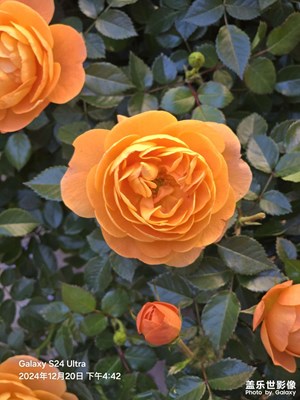 花世界
