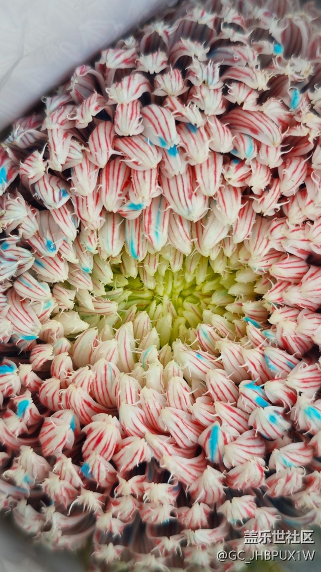 【Galaxy影像】#时光你慢些走+菊