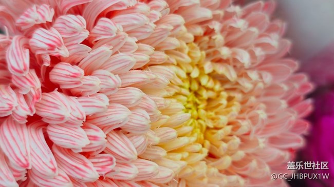 【Galaxy影像】#时光你慢些走+菊