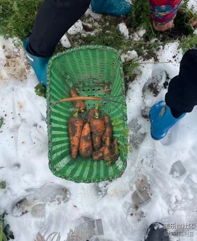 【初冬之美】瑞雪
