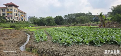 田园