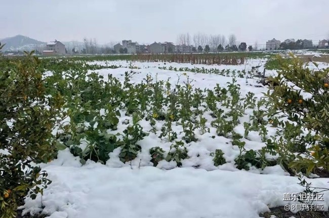 【初冬之美】瑞雪