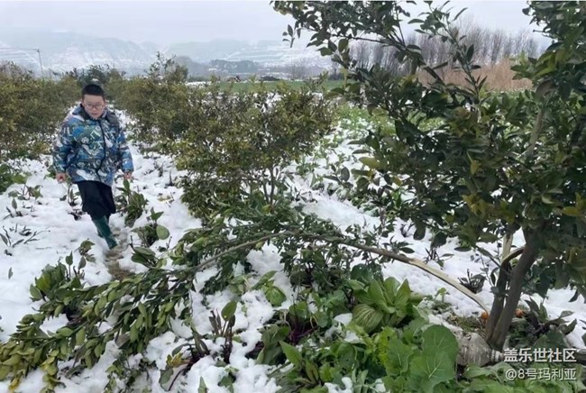 【初冬之美】瑞雪