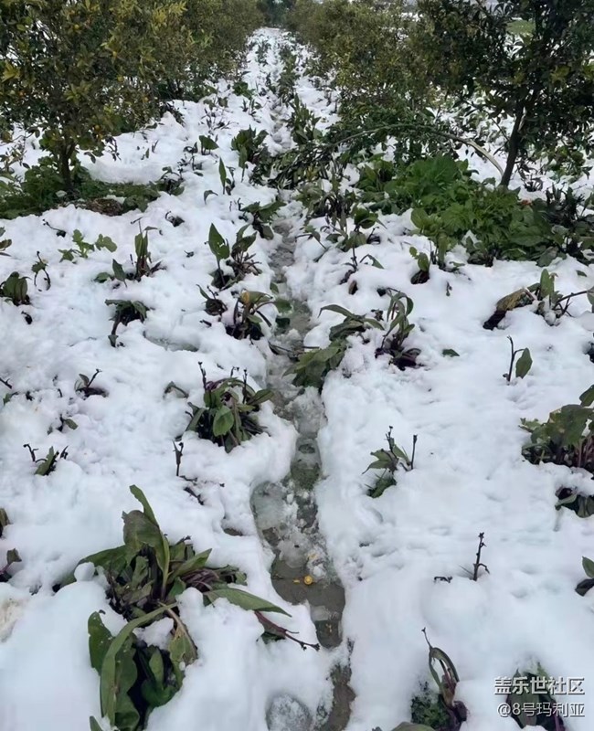 【初冬之美】瑞雪
