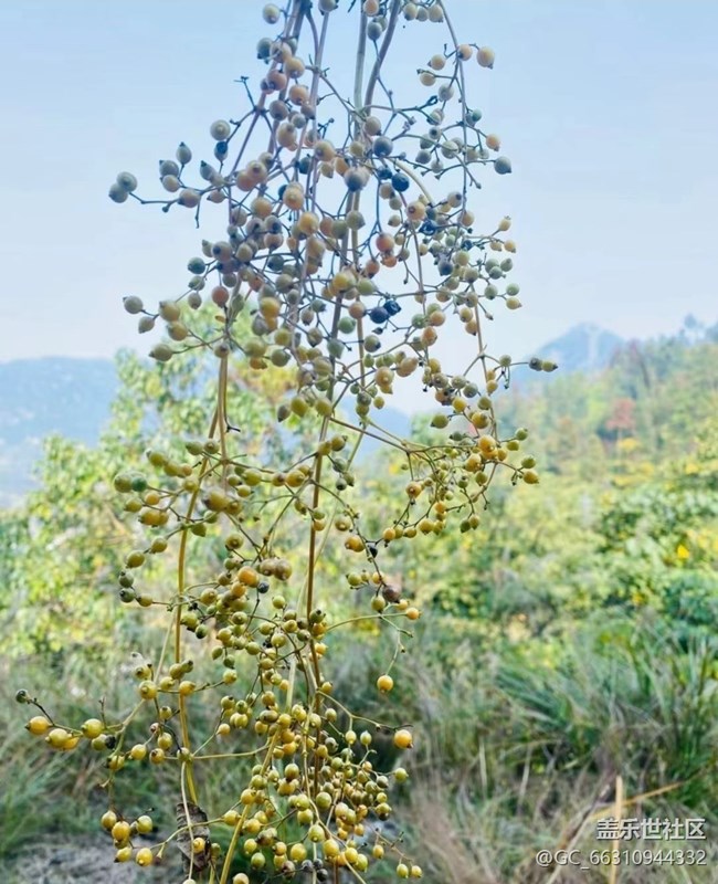 【初冬之美】周末爬山