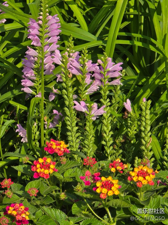 【岁末记忆】那些花