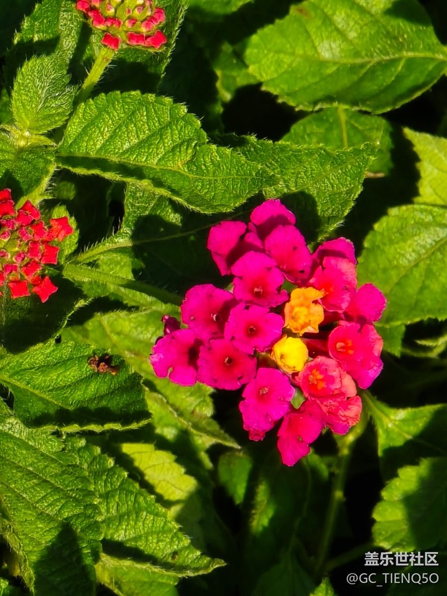 【岁末记忆】那些花