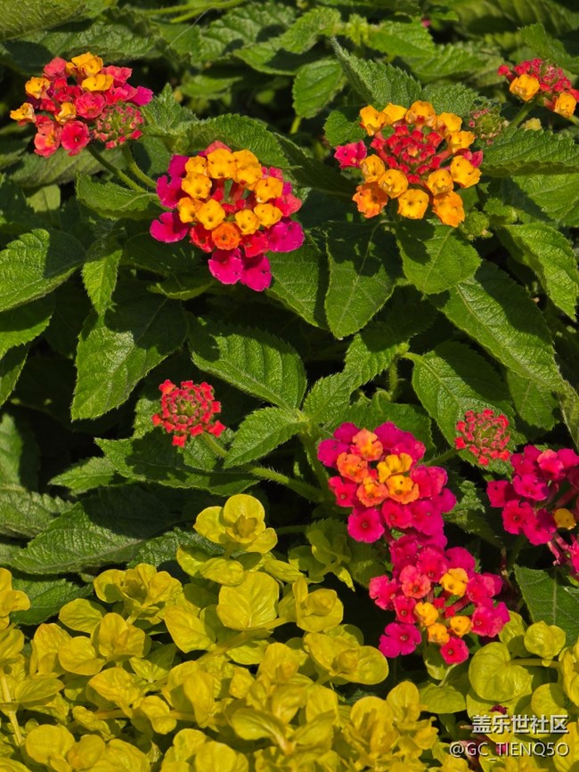 【岁末记忆】那些花