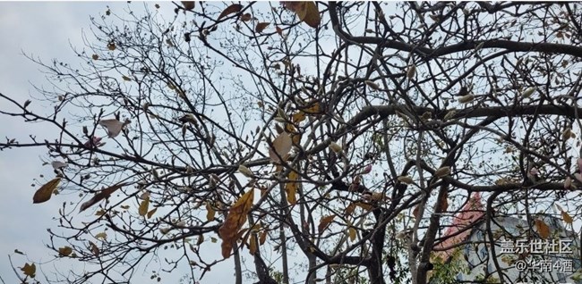 【初冬之美】花开