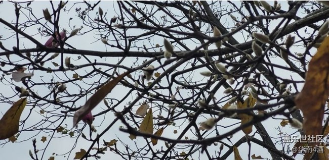 【初冬之美】花开