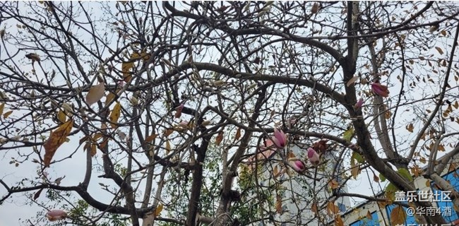 【初冬之美】花开