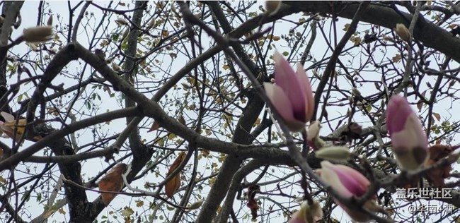 【初冬之美】花开