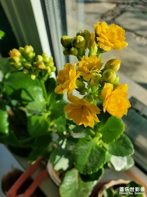 长寿花
