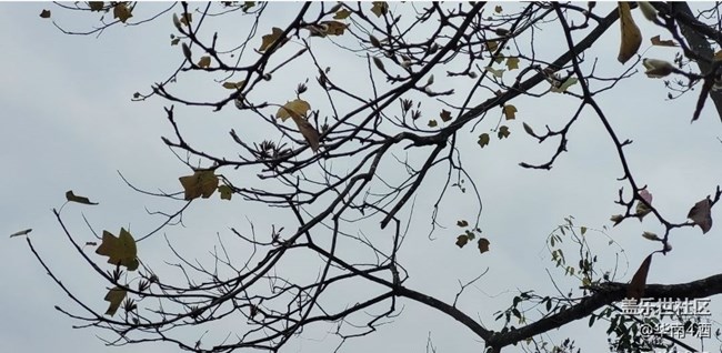 【初冬之美】花开