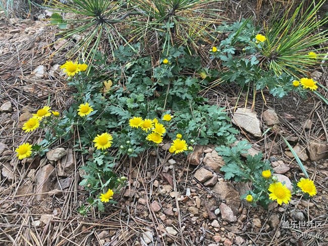 【关于蜀地的冬】野花