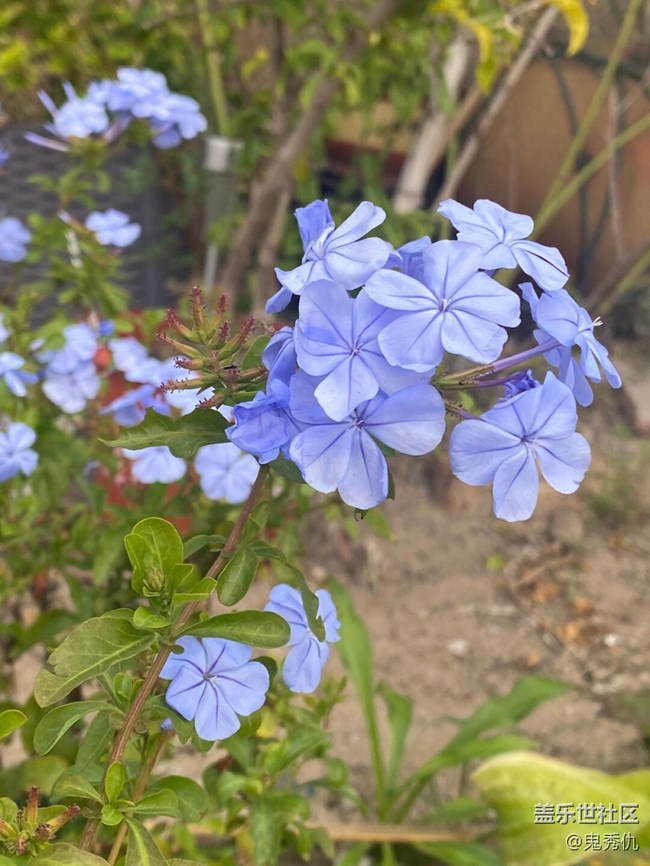 【关于蜀地的冬】野花