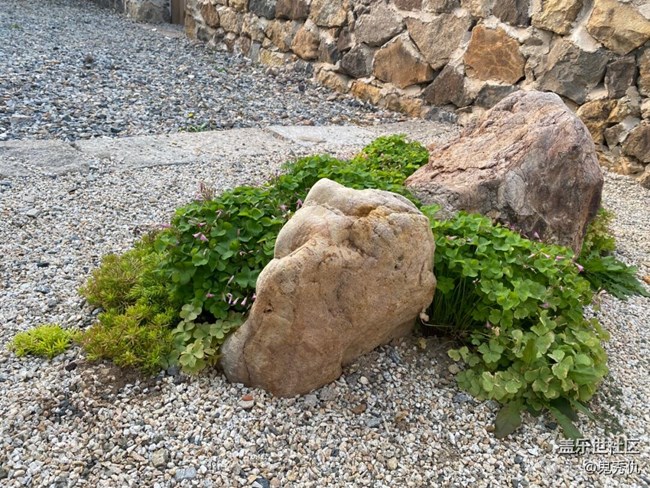 【关于蜀地的冬】野花