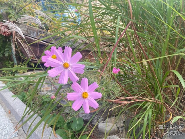 【关于蜀地的冬】野花