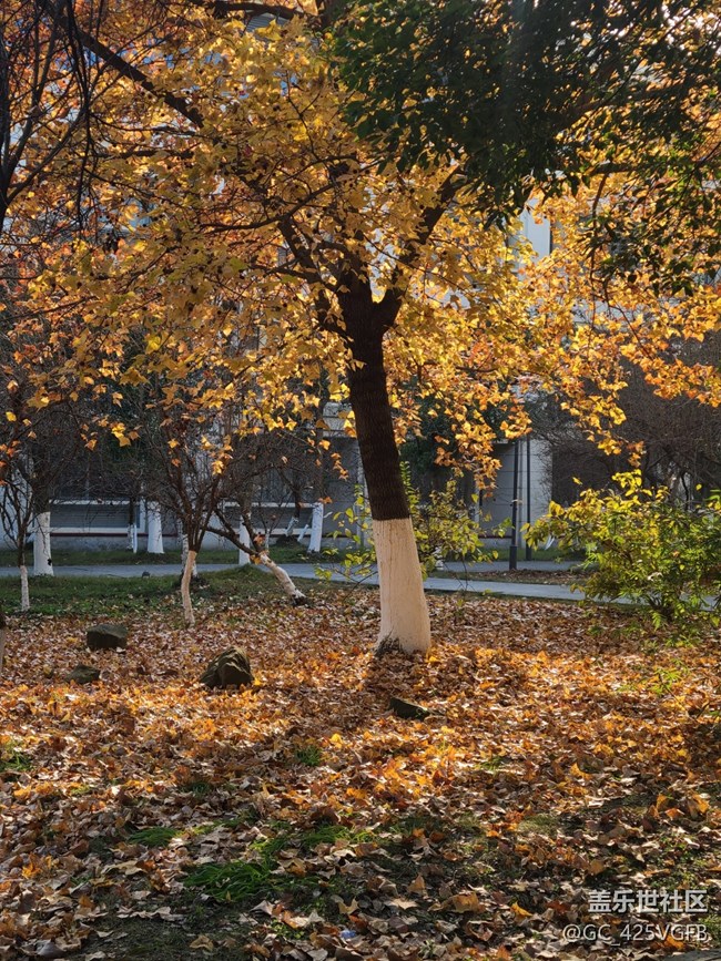 【关于蜀地的冬】冬天景色