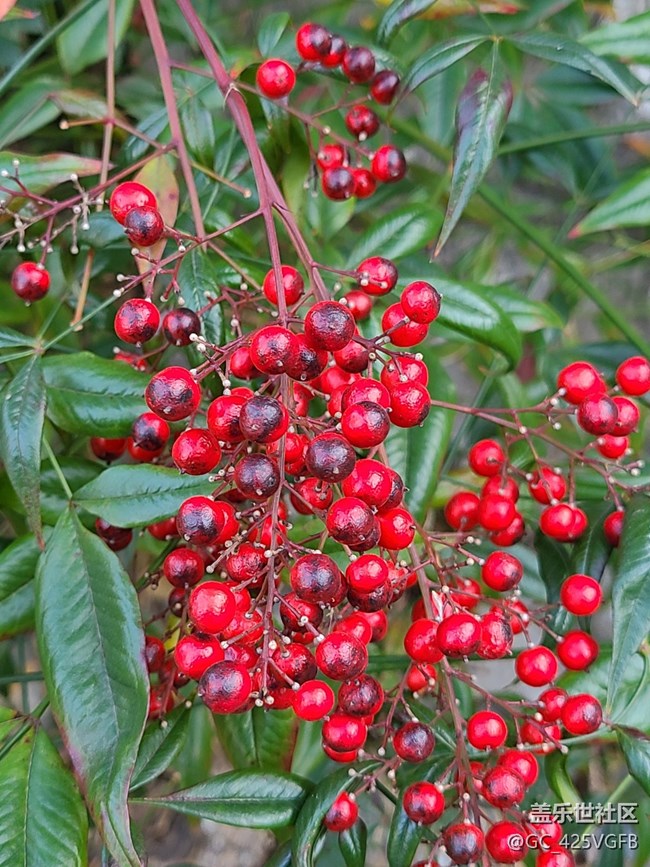 【关于蜀地的冬】冬天景色