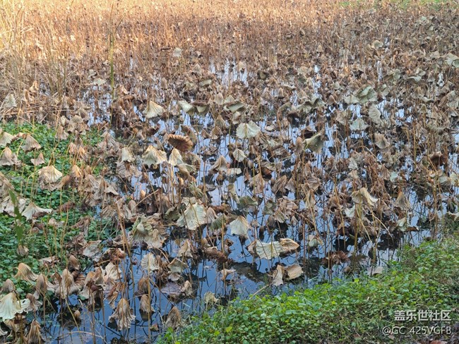 【关于蜀地的冬】冬天景色