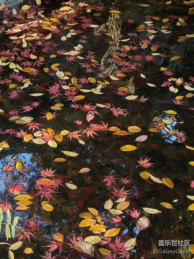 【岁末记忆】湖边写生