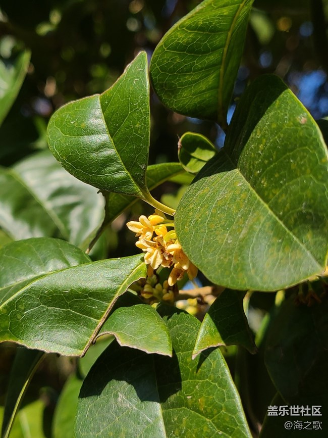 【初冬之美】冬日里的小花