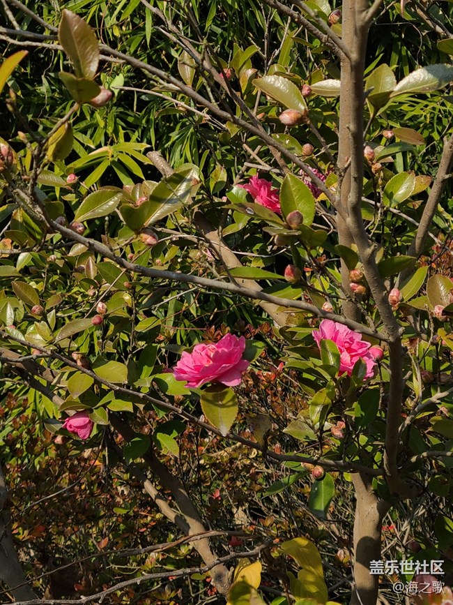 【初冬之美】冬日里的小花