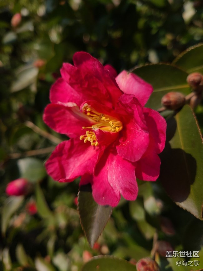 【初冬之美】冬日里的小花