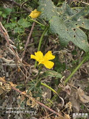 【喜迎双节】冬日双节里农村的小花朵