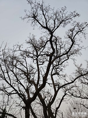 冬天的森林公园