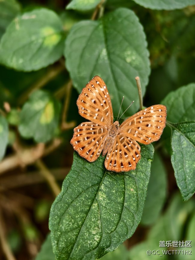 【2025你好】更努力