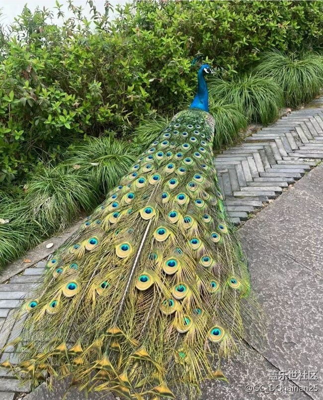 【2025你好】孔雀开屏