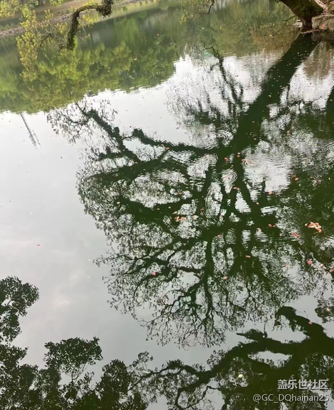 【2025你好】孔雀开屏